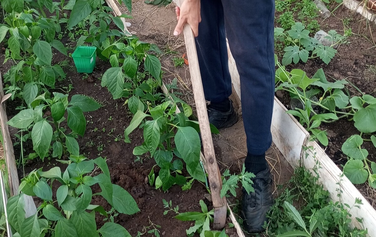 автор с плоскорезом Фокина. Фото Владимра Жаравина