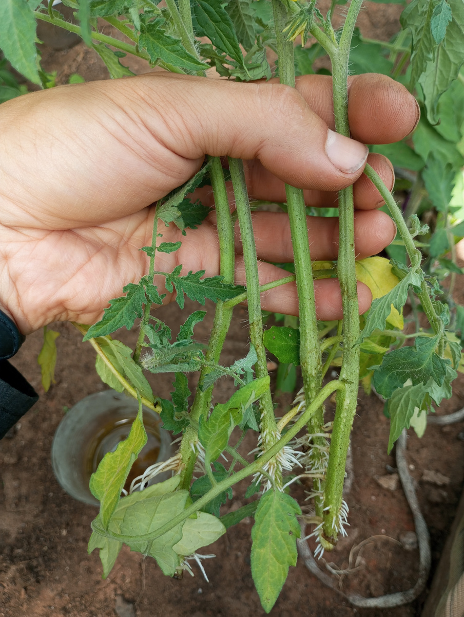 фото автора (Александра Ж.): пасынки активно укореняются в воде. 
