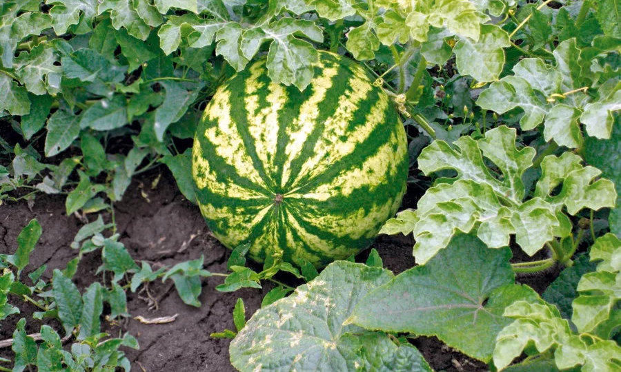 Чем подкормить арбузы для быстрого созревания: секреты успешного урожая