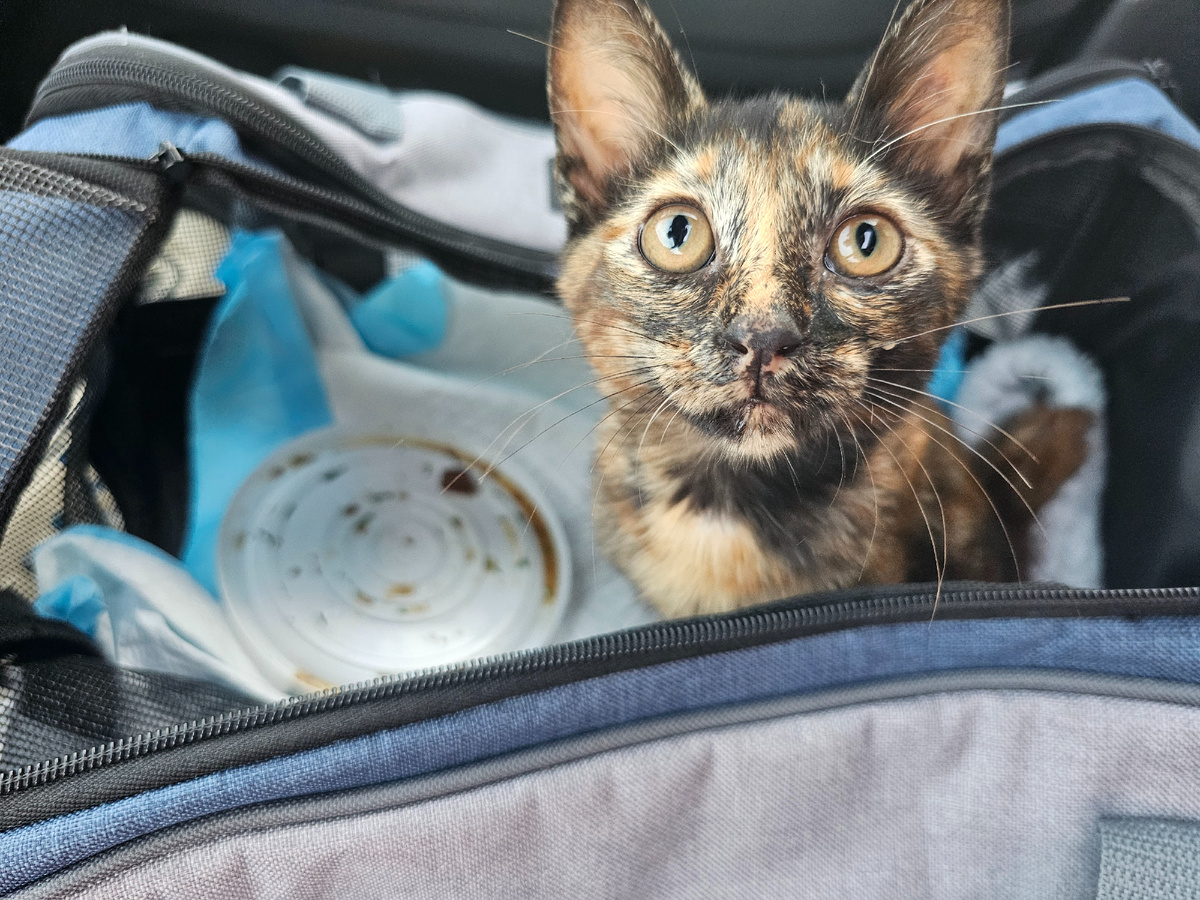 Фото автора. Лилит прилетела.