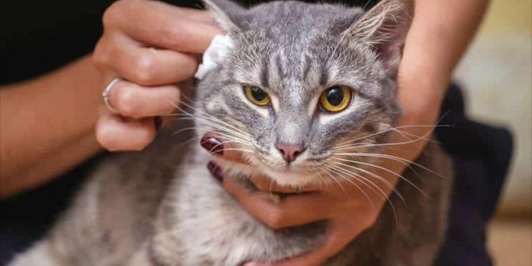 😿 Ушной клещ у кошек: как быстро помочь своему мурлыке