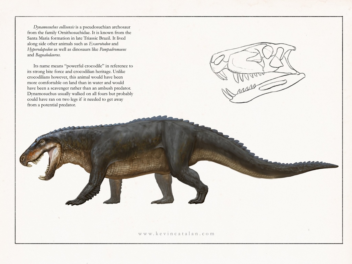 Динамозух: информация + иллюстрация.