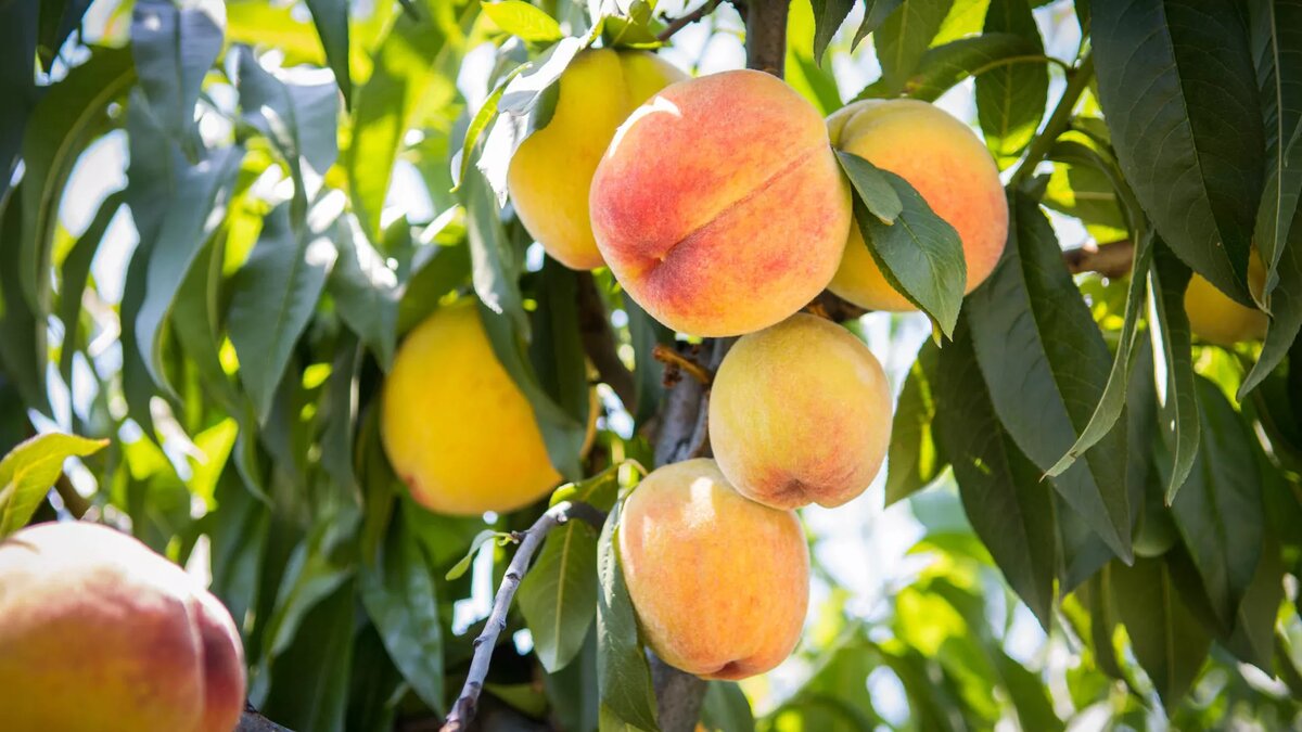 © photo: Sputnik / Stringer