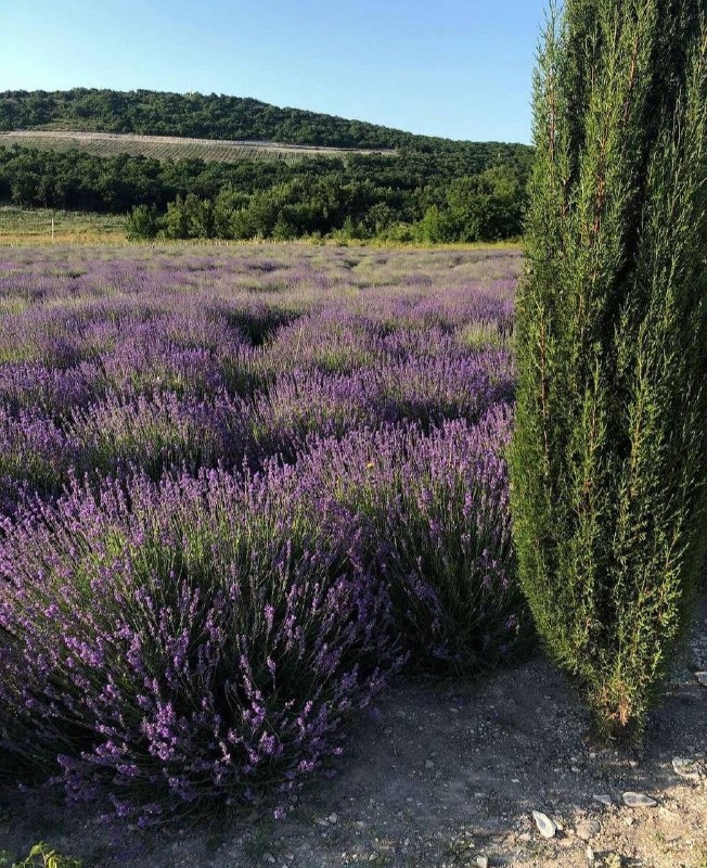 Лавандовое поле