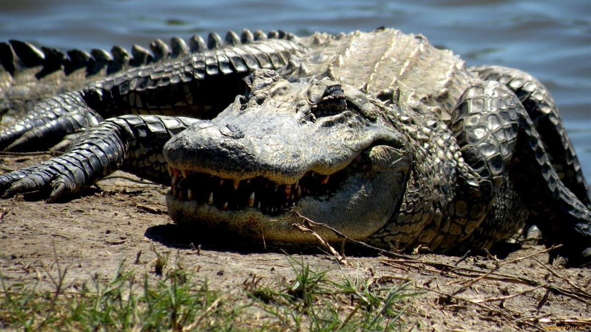 Фото с сайта: https://pofoto.club/22878-suhoputnyj-krokodil-59-foto.html