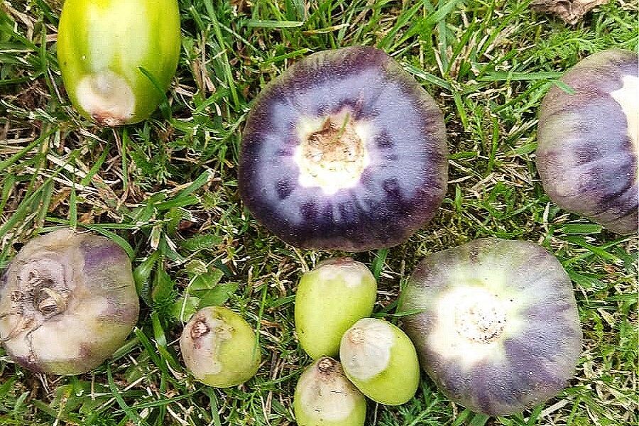 Фота автора.