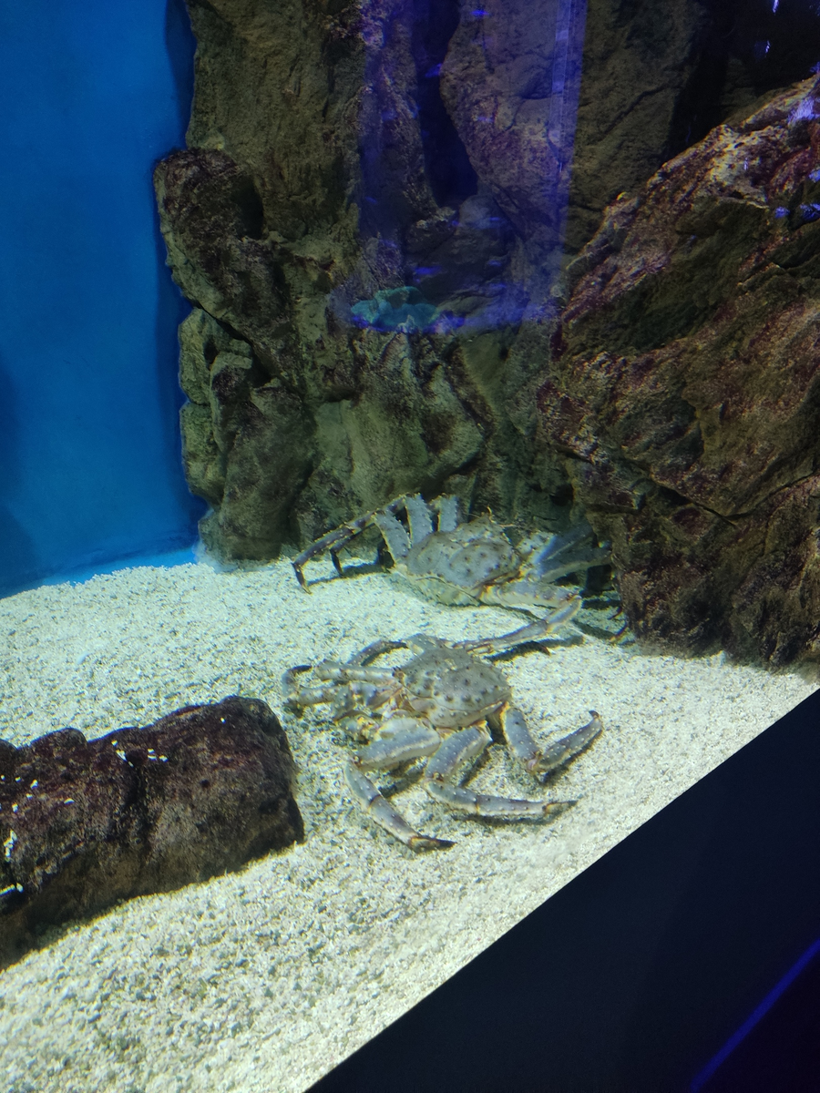 Голубой краб в Питерскому Океанарии