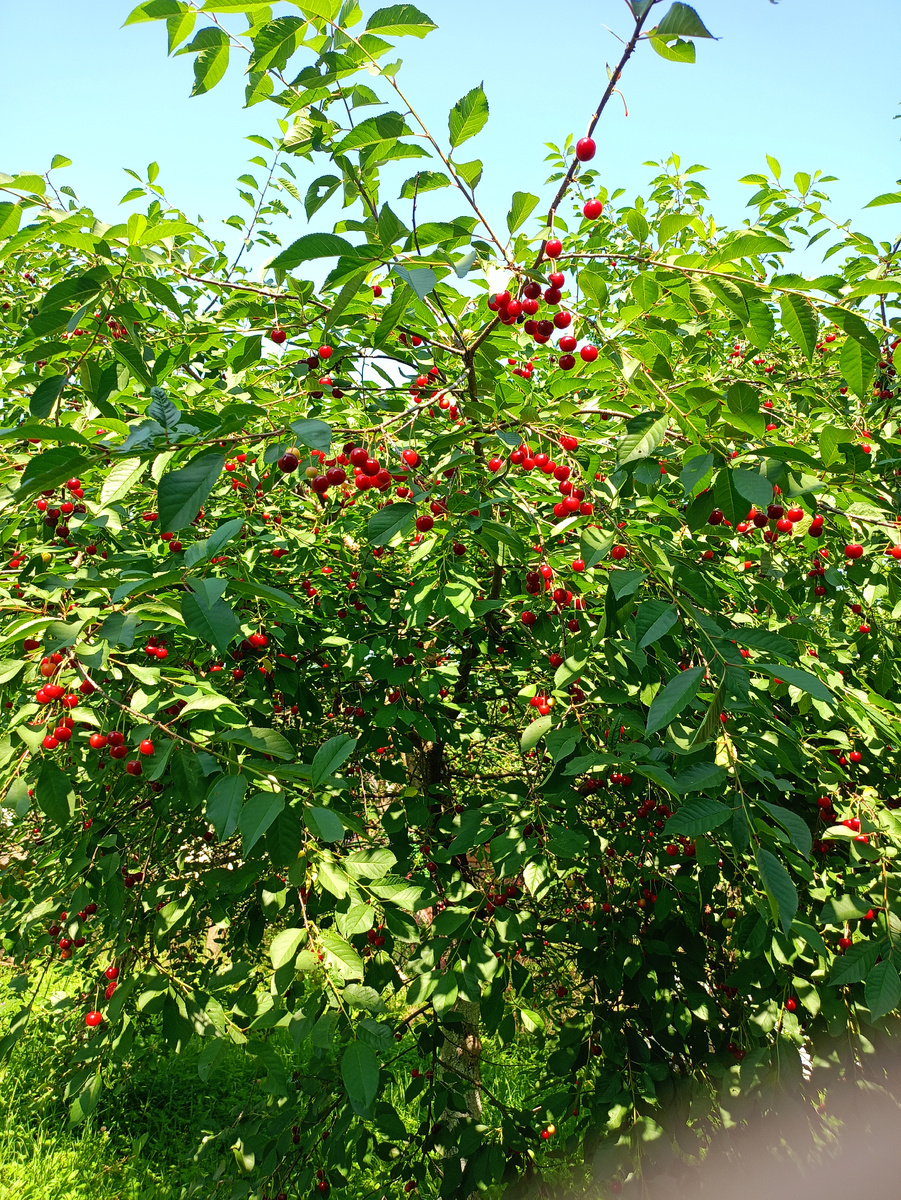 В саду созрели вишни, смородина с ветками ягод до самой земли...Но из за жары и влажности пока стоят, зреют дальше. 