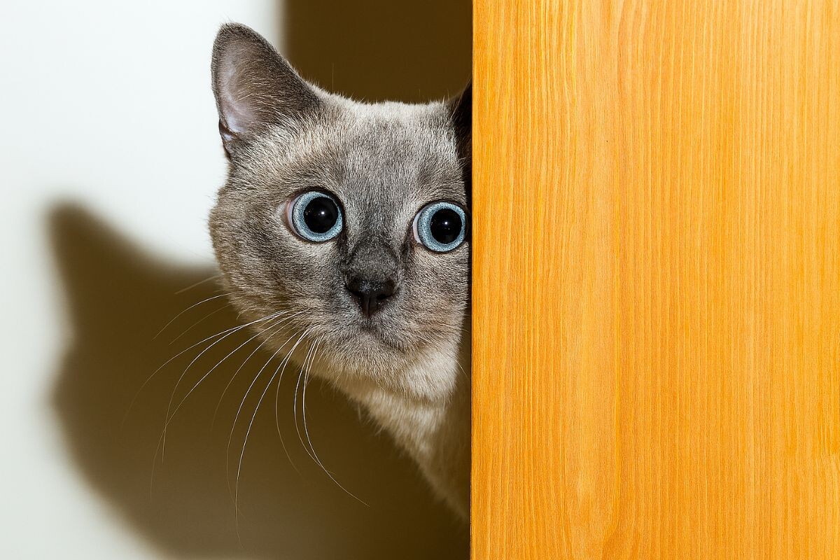 Кошка стала чужой