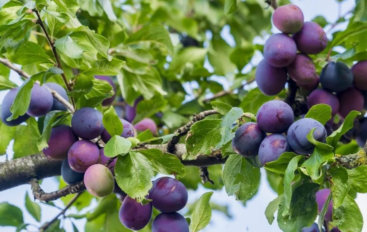 Яндекс картинки