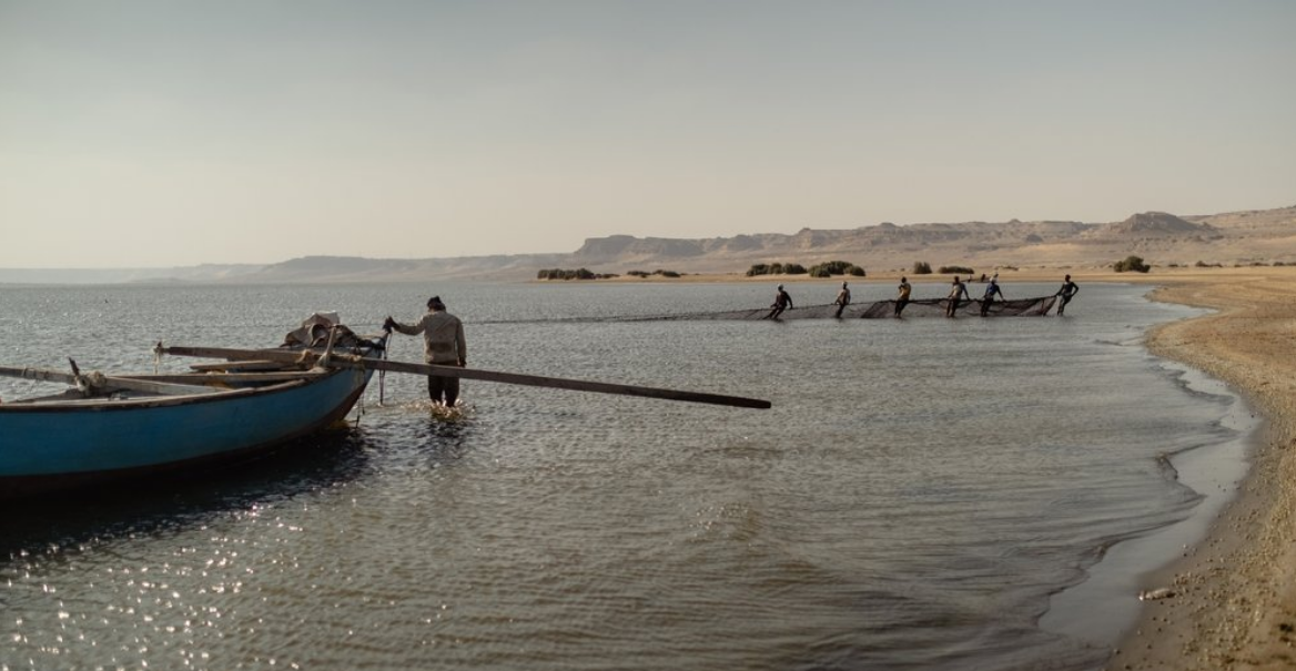 Тяжела жизнь египетских рыбаков Меридова озера. Из 12 видов рыб осталось только три