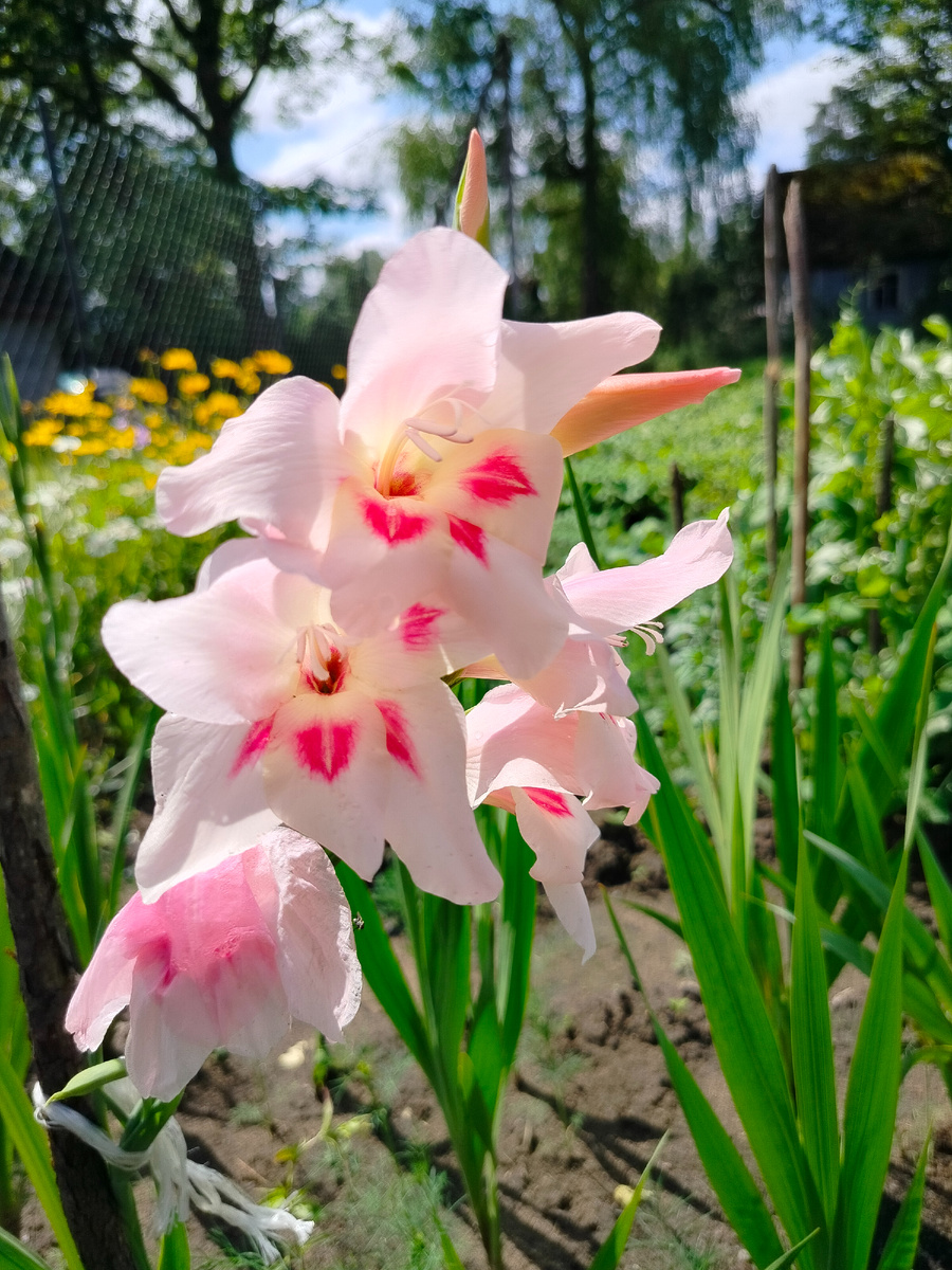 Первый гладиолус в этом году