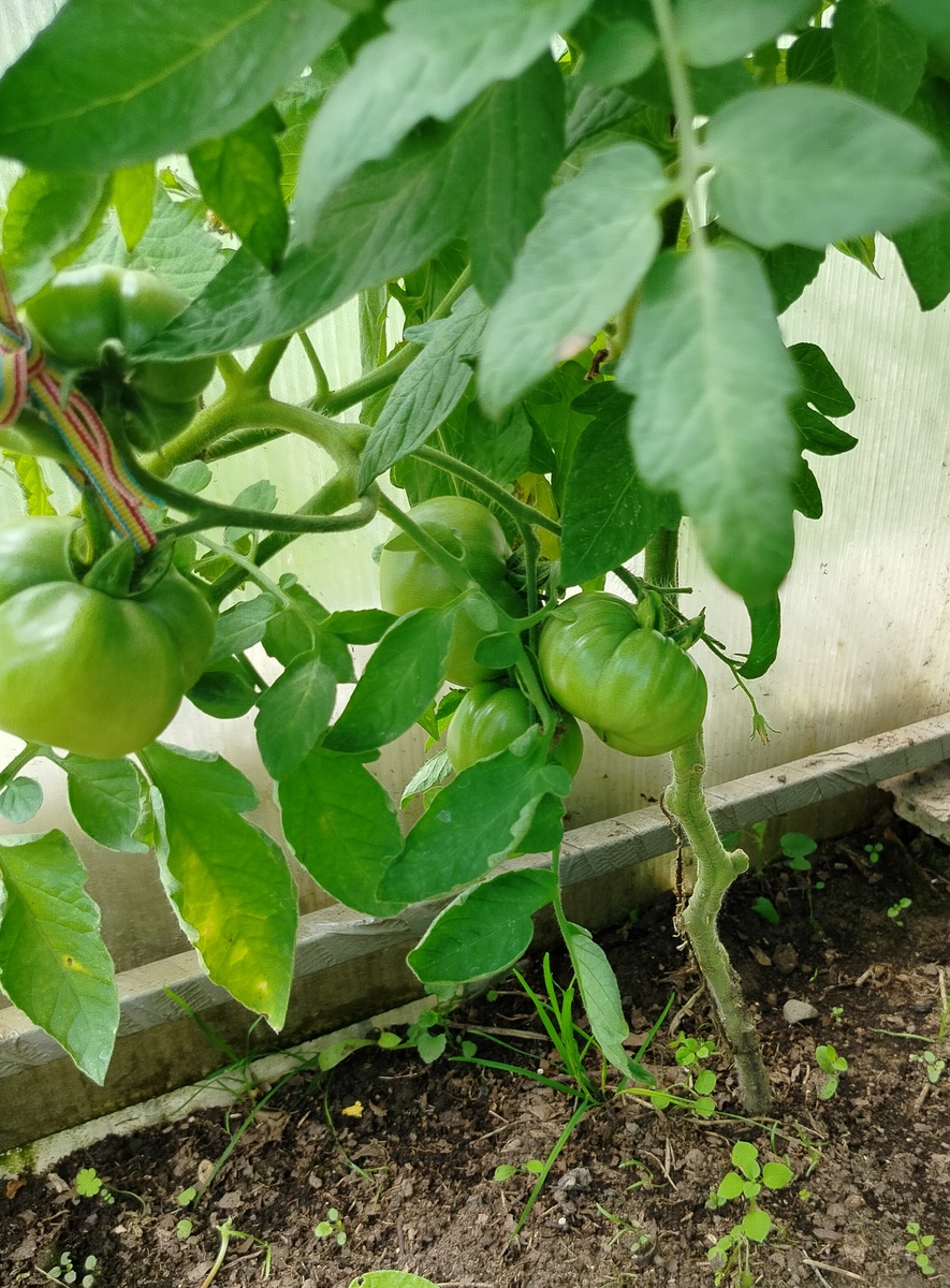 Помидоры в теплице