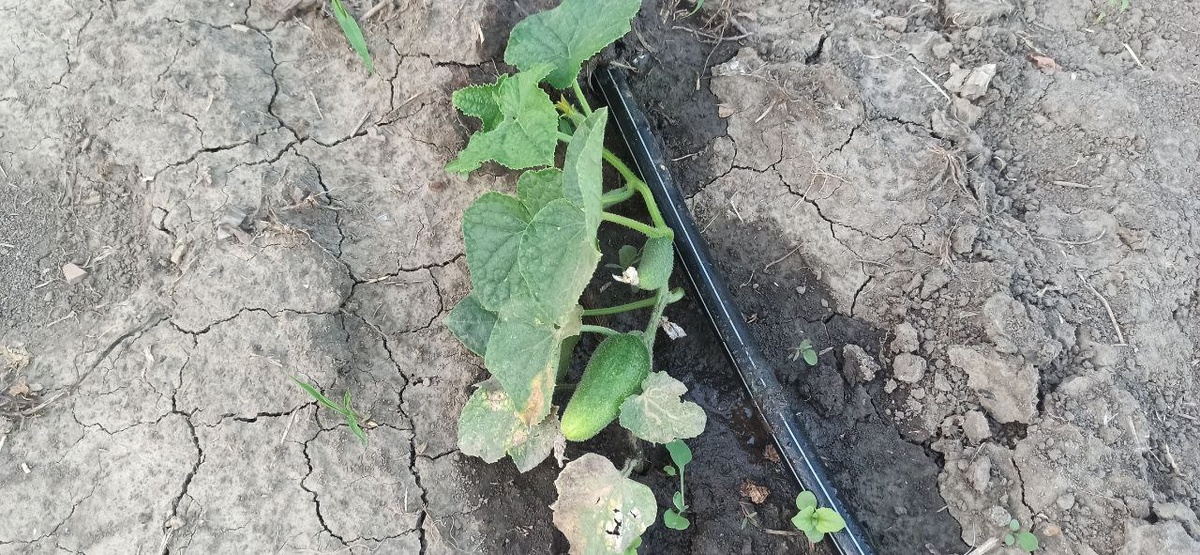 Полив регулярный - обязательно!