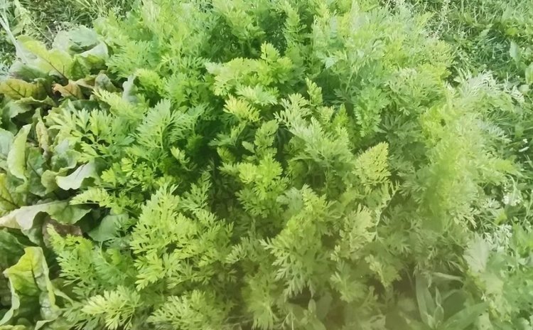    Фото: Лукьянов Дмитрий, AgroXXI.ru