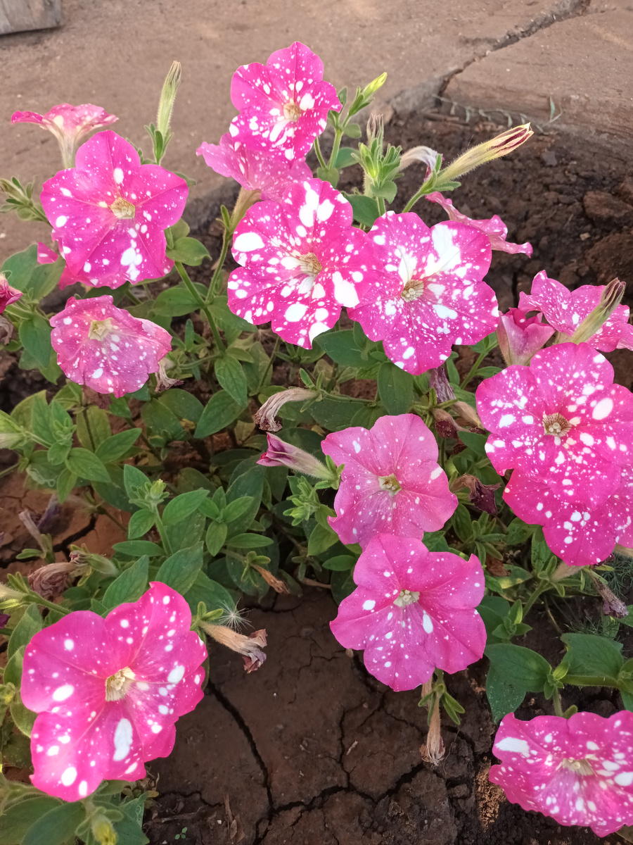 Неоновая роза