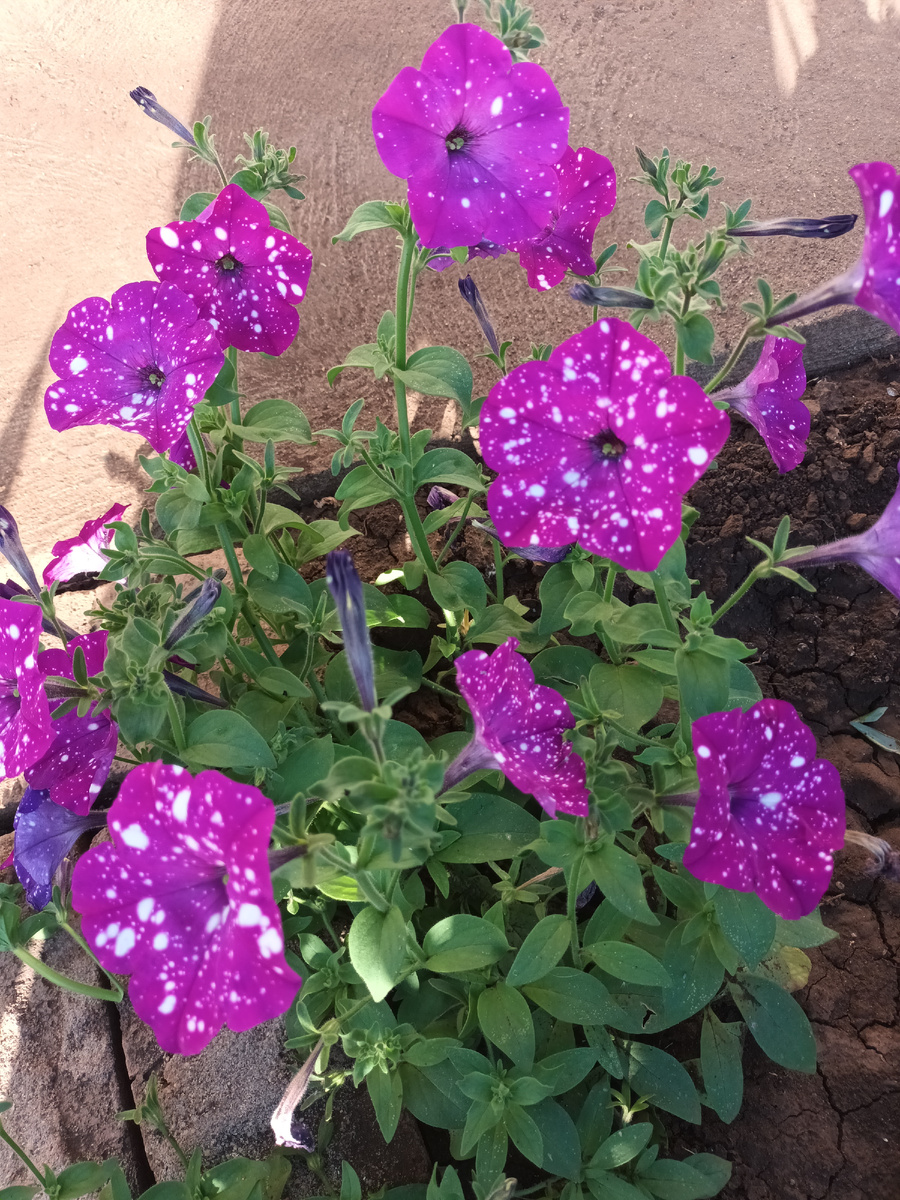 Фиолетовый леопард