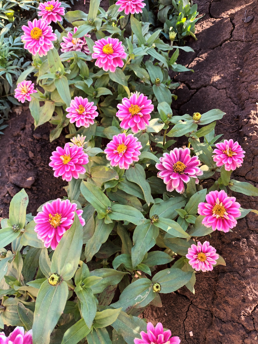 Малиновое мороженое