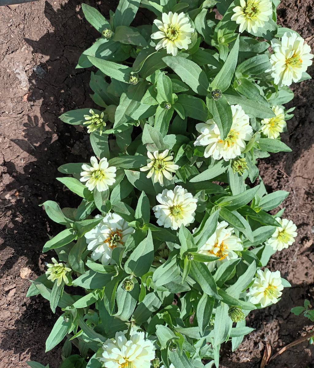 Прошлогодняя белая