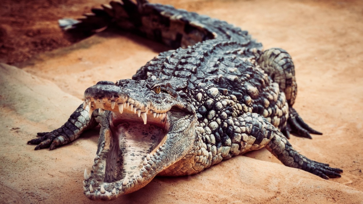 Фото с сайта: https://www.thesun.co.uk/news/3502886/schoolgirl-10-hospitalised-after-being-attacked-by-eight-foot-alligator-in-florida-park/