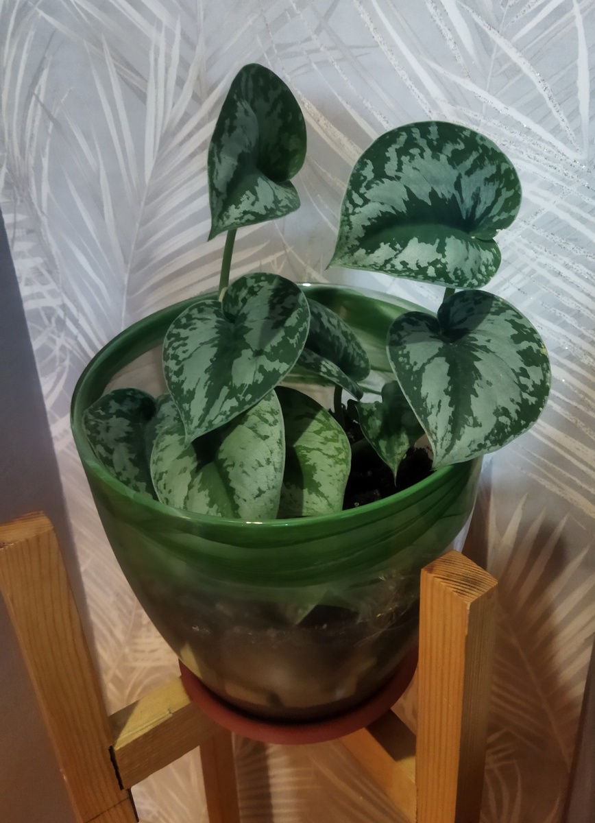 Сциндапсус