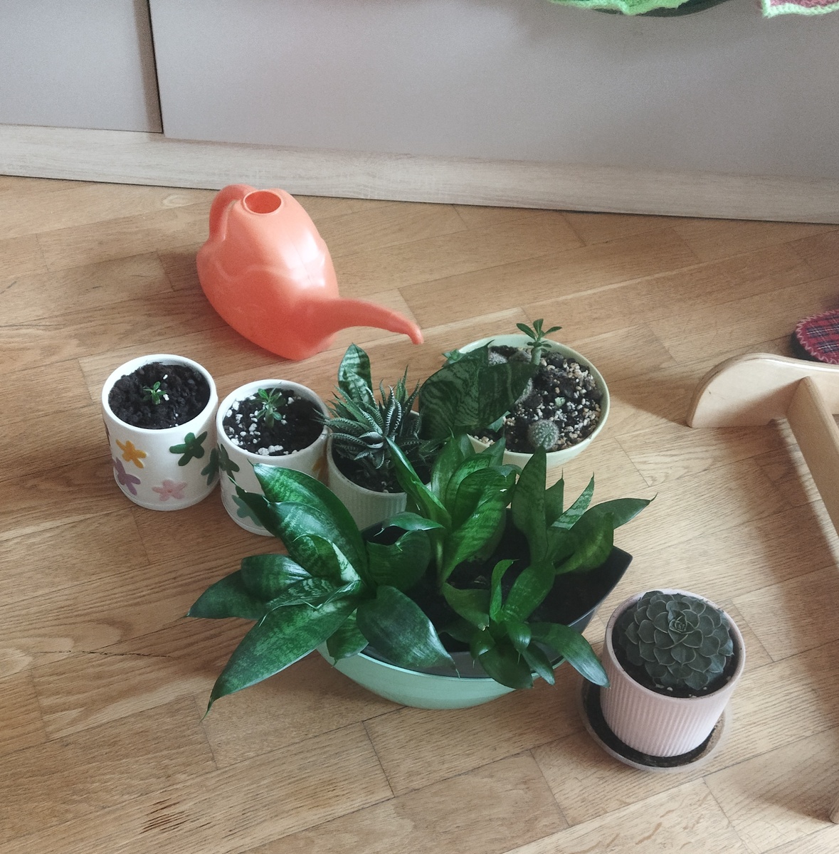 Пересадка комнатных цветов