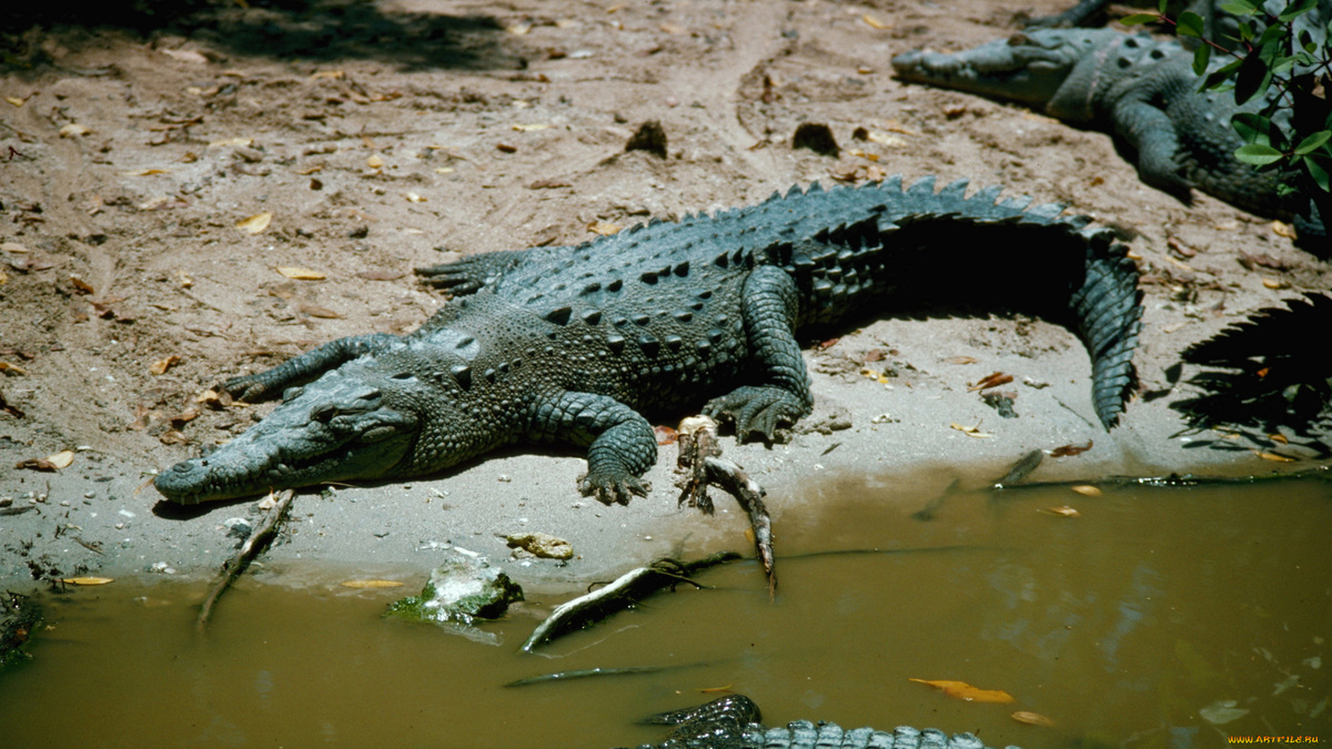 Фото с сайта: https://artfile.me/download/zhivotnye-krokodily-446972/1920x1080