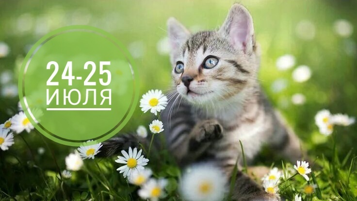 Нумерологический прогноз на 24-25 июля