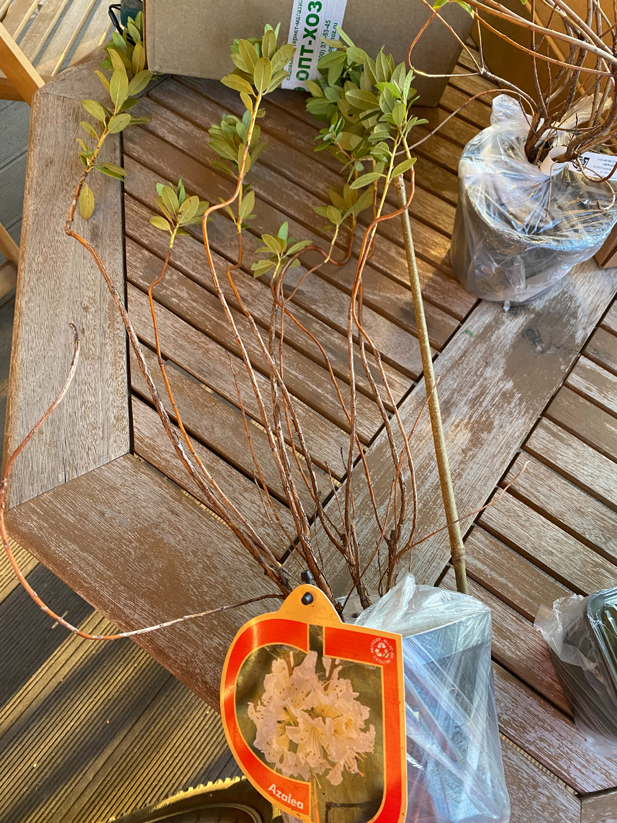 Рододендрон Cream Crest, фото автора