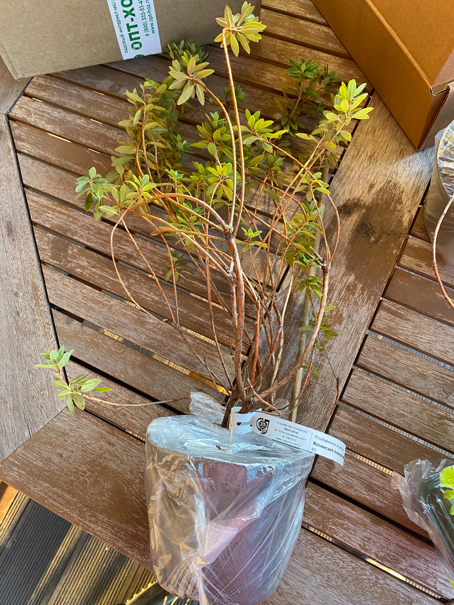 Рододендрон плотный, фото автора