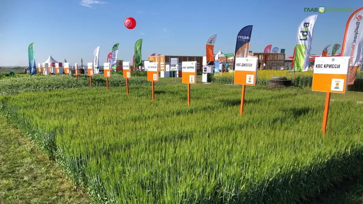 Фото:© Владимир Исаенко / Glavagronom.ruОпытные посевы зерновых культур селекции KWS на выставке День сибирского поля 2025
