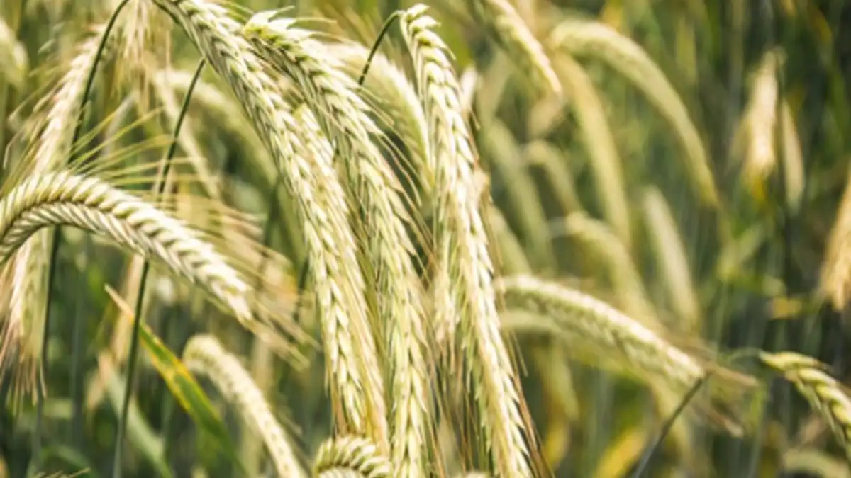 Фото:KWSГибридная рожь КВС СЕРАФИНО для интенсивного выращивания
