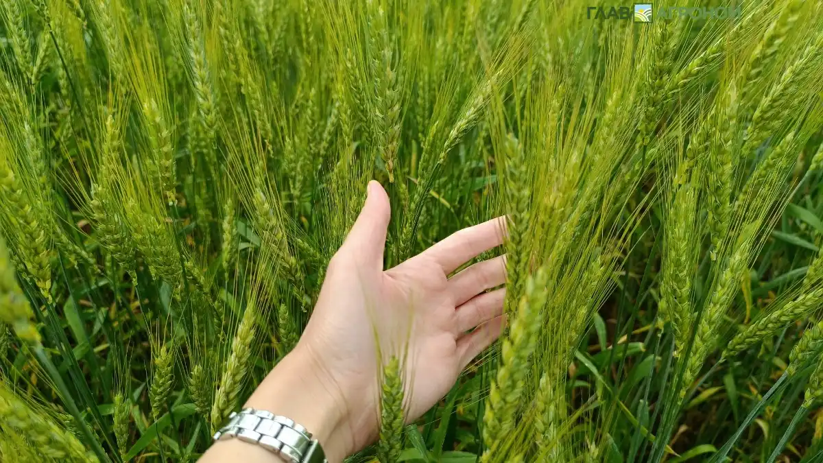 Фото:© Артем Борисов / Glavagronom.ru В Ростовской области Россельхознадзор у производителя органической продукции установил содержание д. в. пестицида в пшенице
