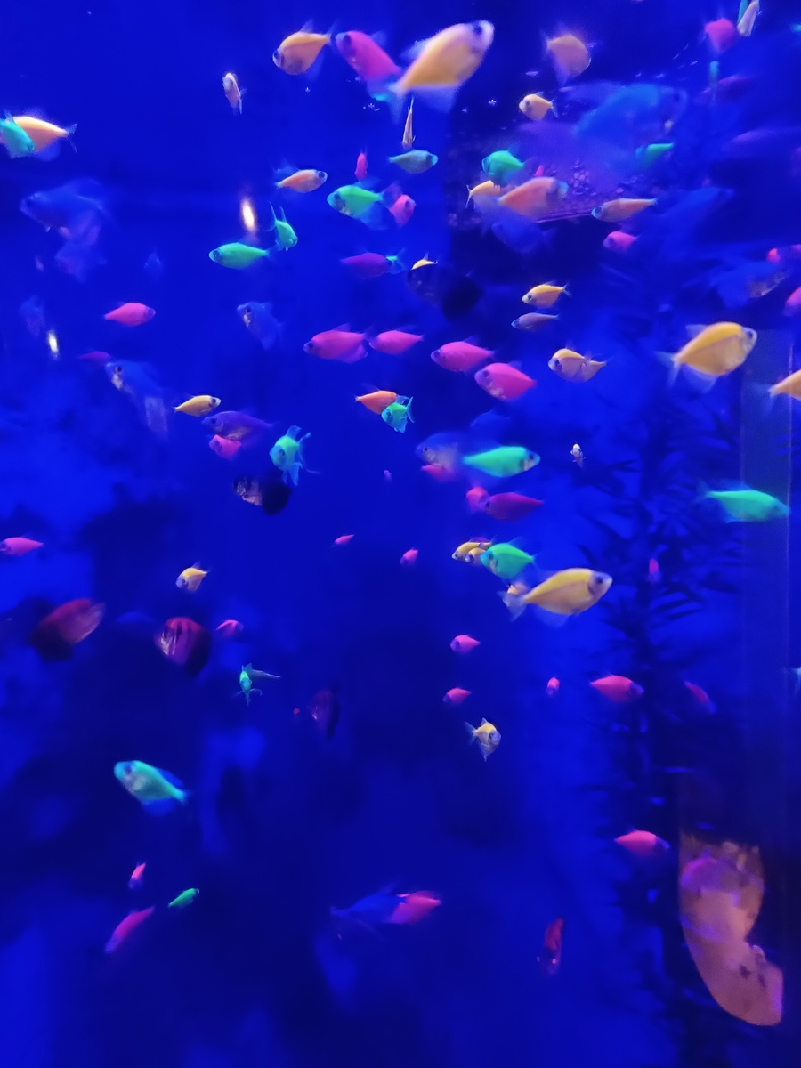 Океанариум в Адлере