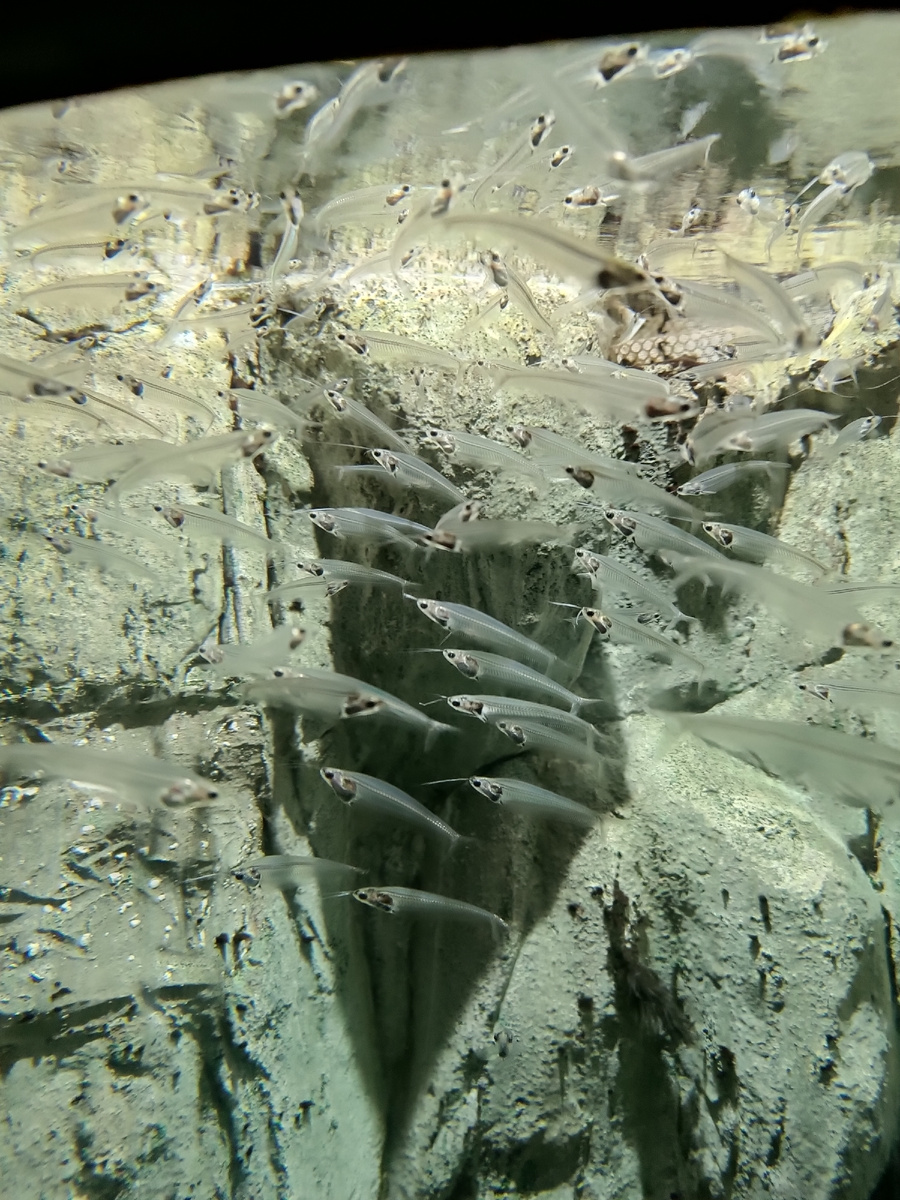 Рыбки в океанариуме в Адлере