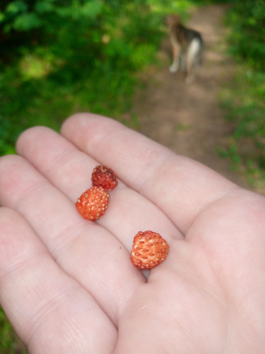 Земляника в лесу