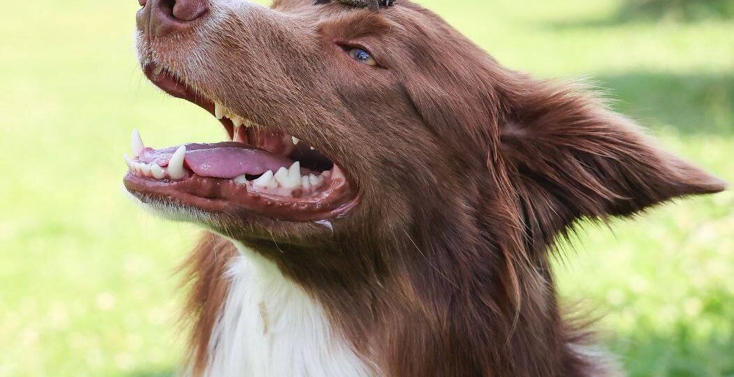 Мы нюхаем и нюхаем