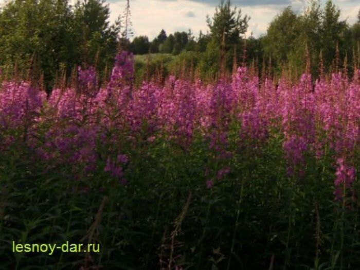 Цветёт иван-чай узколистный (фото с блога "Лесная кладовая")