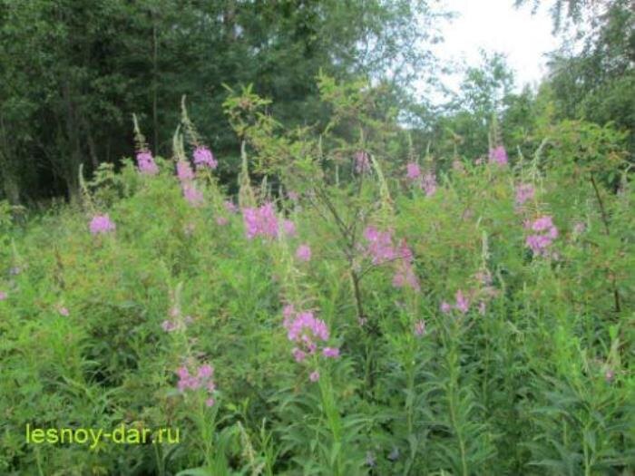 Иван-чай узколистный на опушке леса (фото с блога "Лесная кладовая")