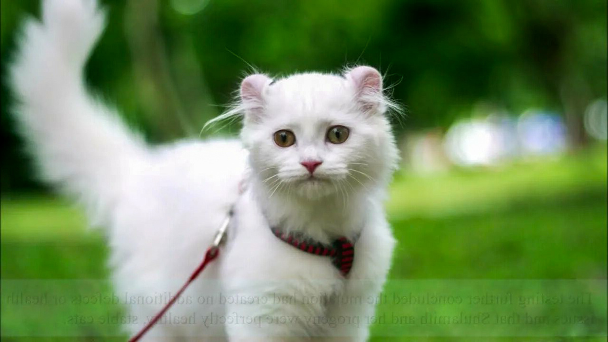 Белый американский кёрл с закрученными ушами