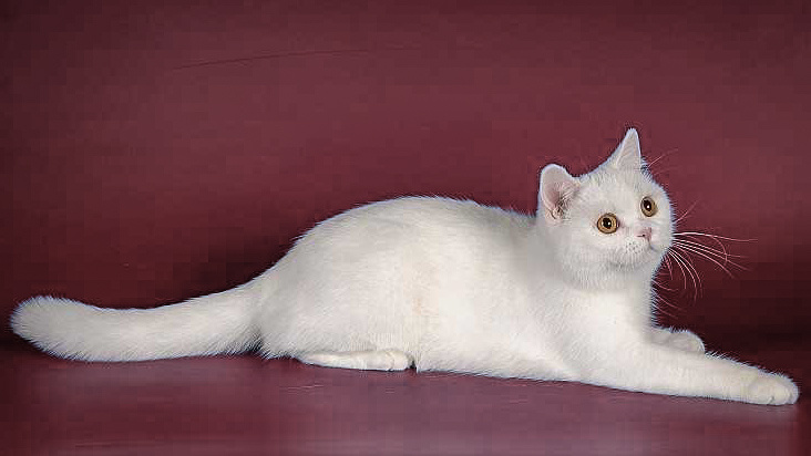 Британская короткошёрстная белого окраса