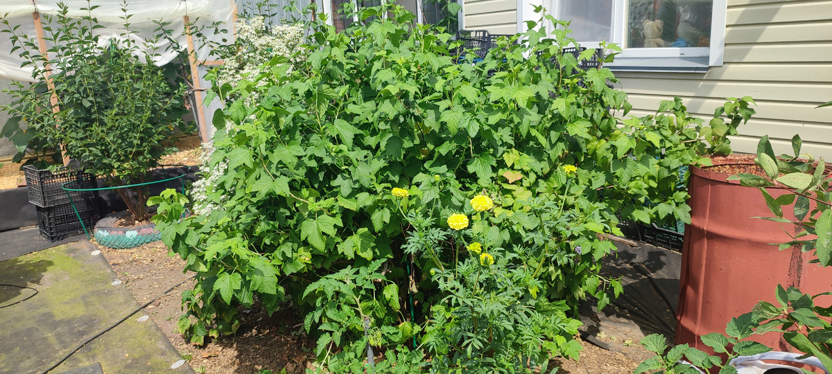 Куст до обрезки... 