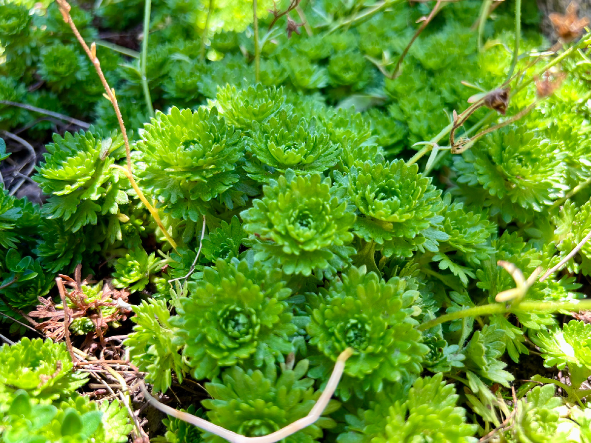 Личное фото