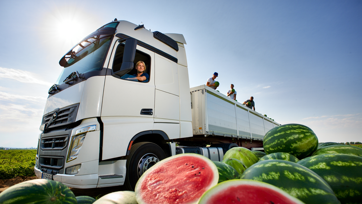 Арбуз Каристан оптом с поля 2025 г.