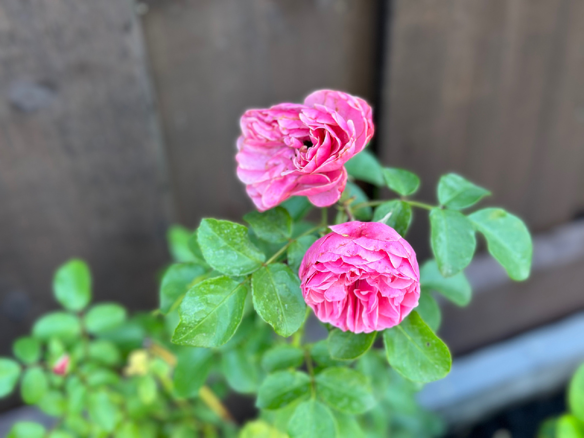 Роза после дождя