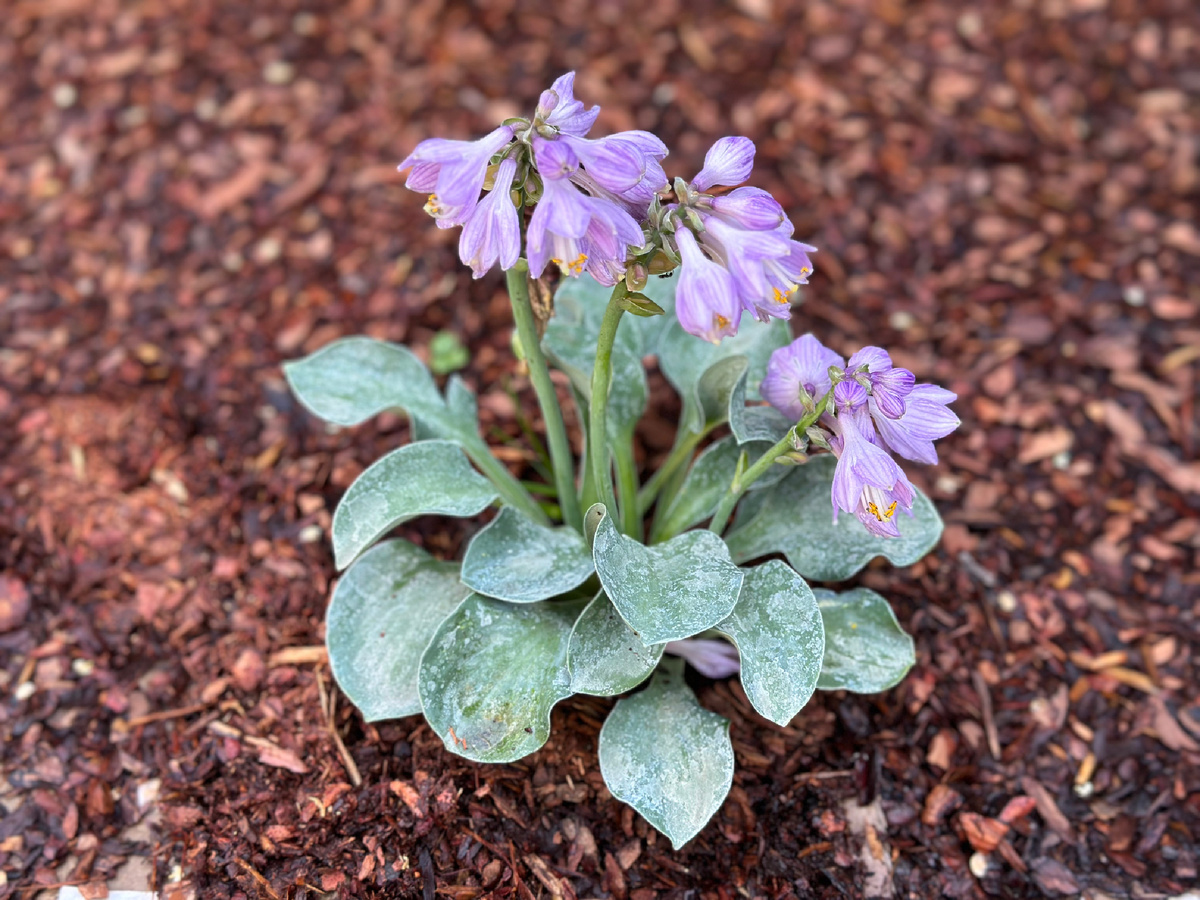 Карликовая хоста с мятными листьями