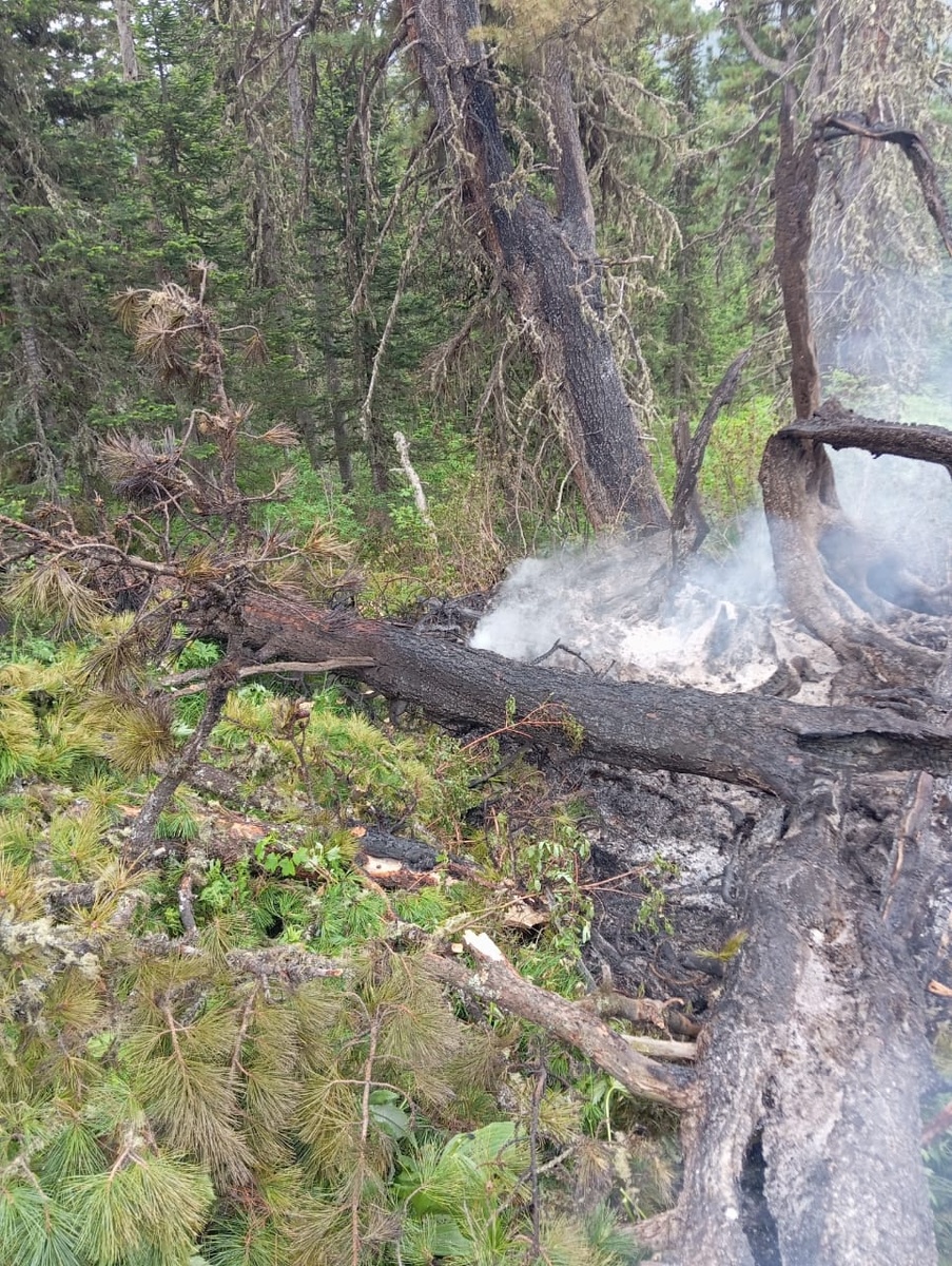    Фото: Лесопожарный центр Красноярского края / t.me/lpckrsk