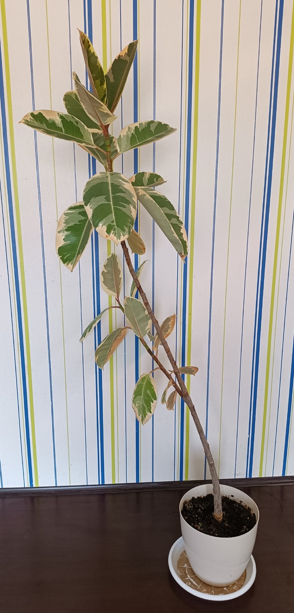 Фикус эластика Тенике