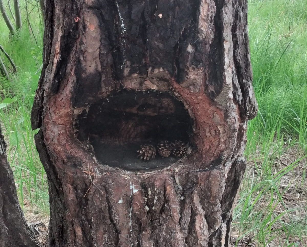 фото автора. (Без слов.)