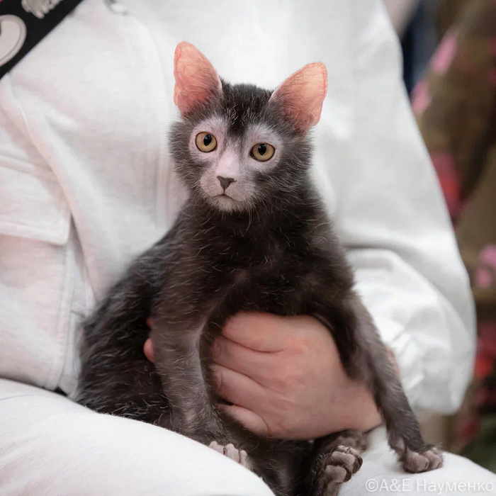 Листайте вправо, чтобы увидеть больше изображений